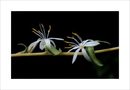 Small white flowers of spider plant photo