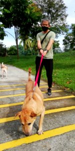Dog walking - sniff, sniff photo