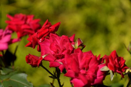 Roses 200mm f4 with tc