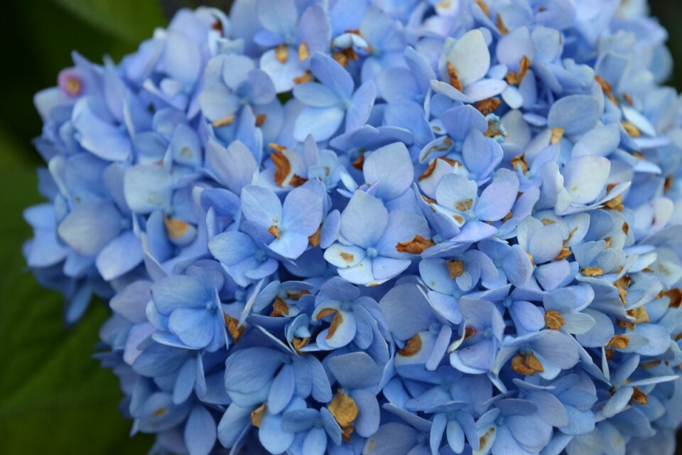 Flower petal bloom