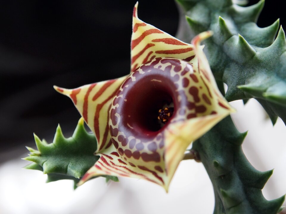 Exotic plant flowering