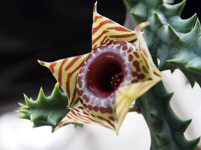 Exotic plant flowering