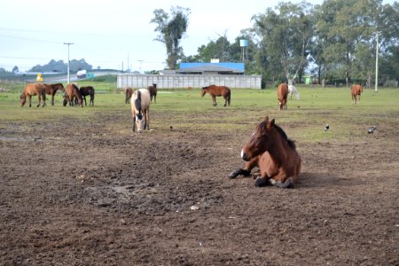 12.07.2018 - SSUI - Doação de cavalos - Foto Janine Tomberg (23)