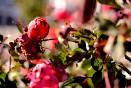 Roses 35mm f2