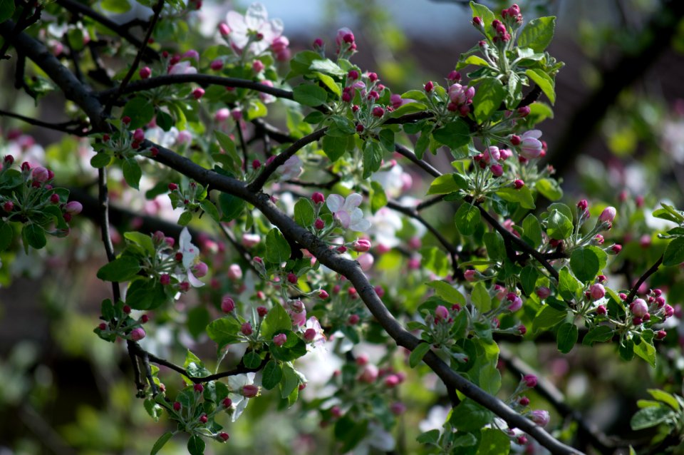 Apple tree