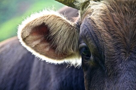 Hair detail beef