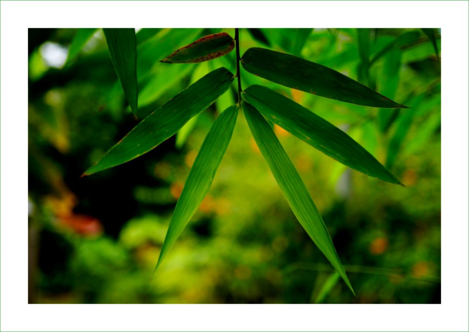 Bamboo is a natural resource for buildings, food and now clothes that we wear
