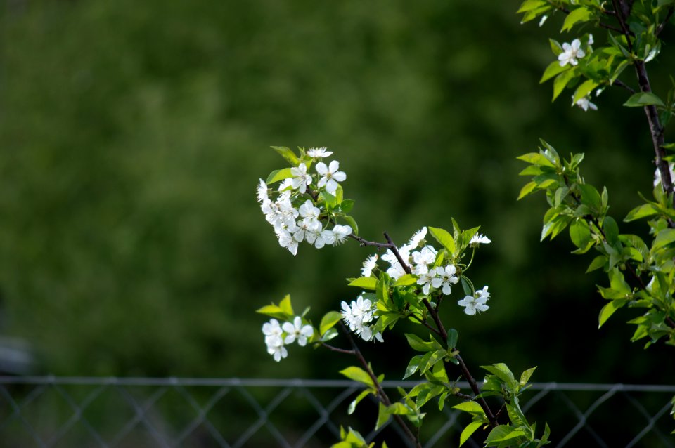 Sour cherry tree