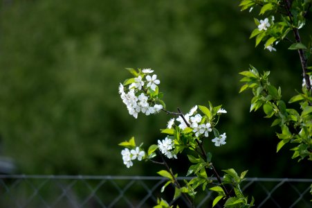 Sour cherry tree