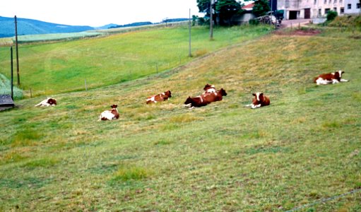 Glückliche Kühe in der Eifel photo
