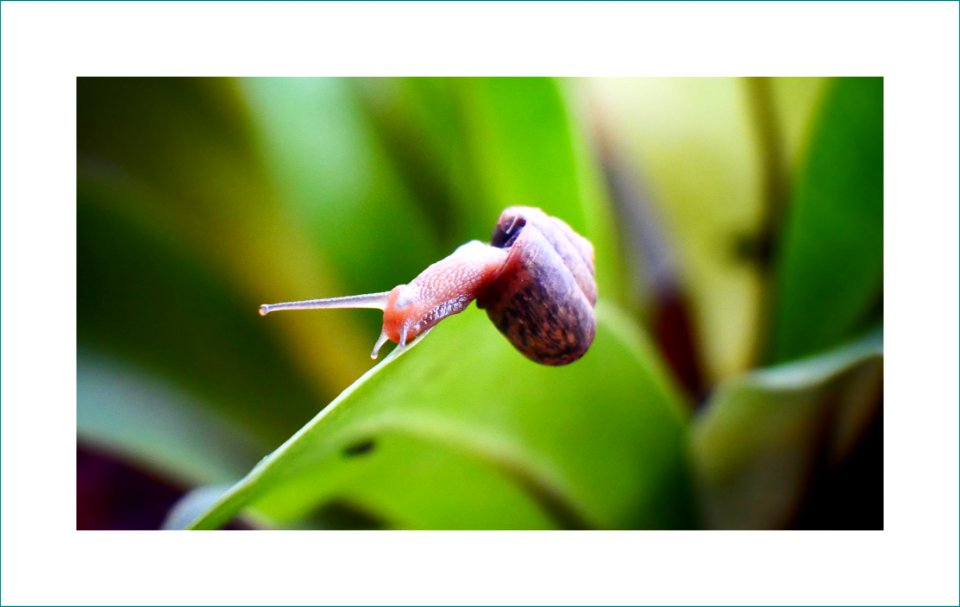 Garden snail