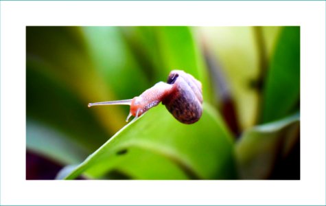 Garden snail photo