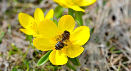 Bloom yellow bee