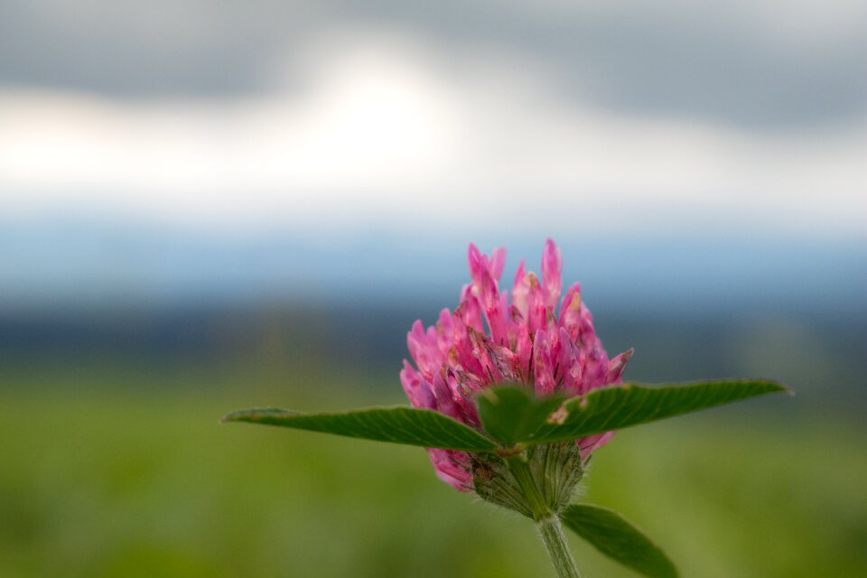 Pointed flower wild flower macro