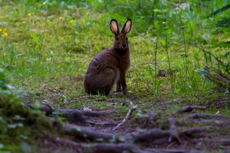 snowshoe hare photo