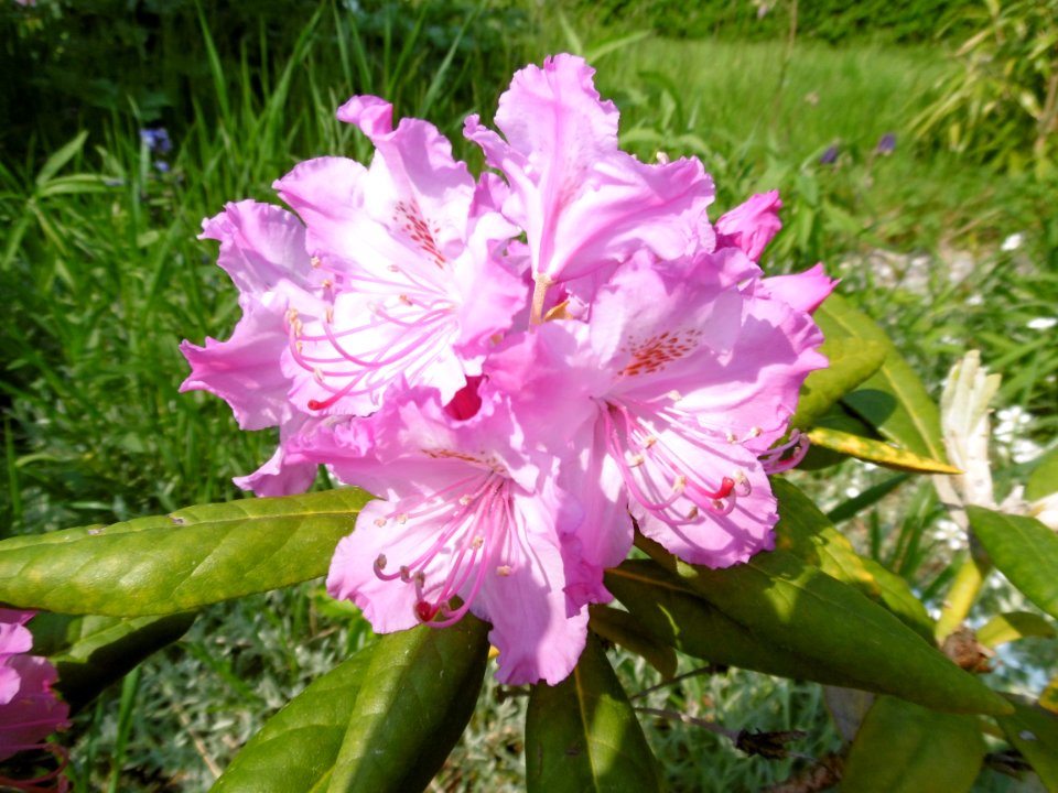 Rhododendron smirnowii