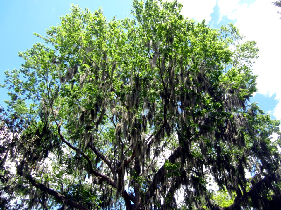 Tree # 18 - English elm