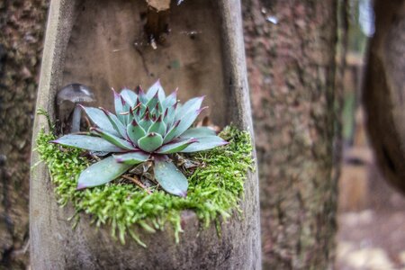 Cactus plant moss