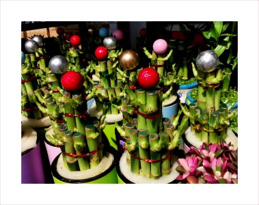 Lucky bamboos
