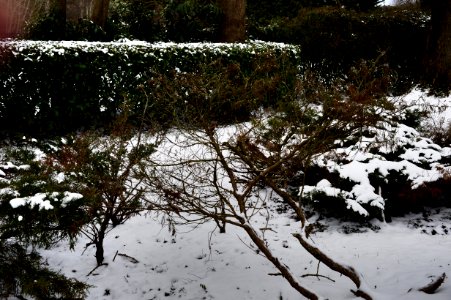 Coulsdon in the Snow