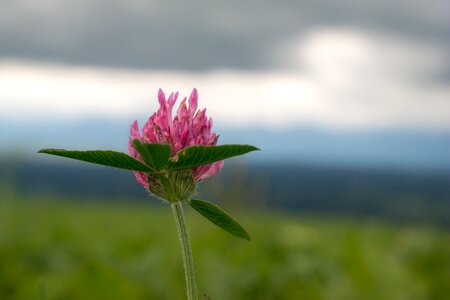 Pointed flower wild flower macro
