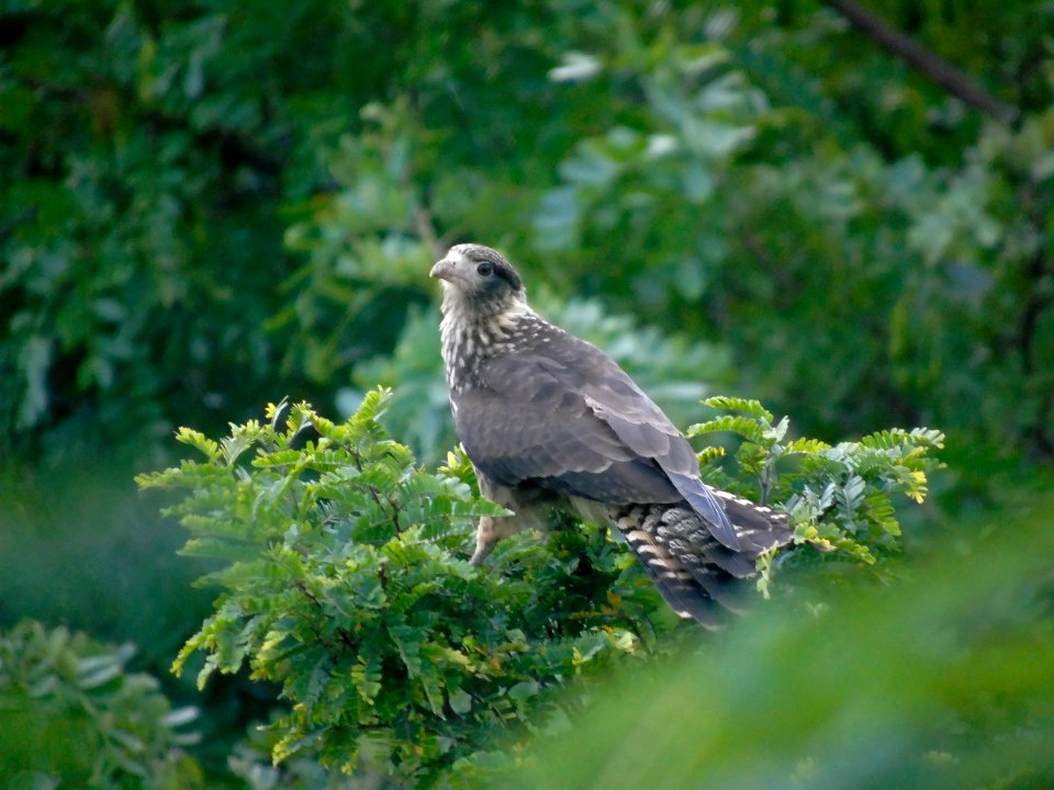 Milvago chimachima