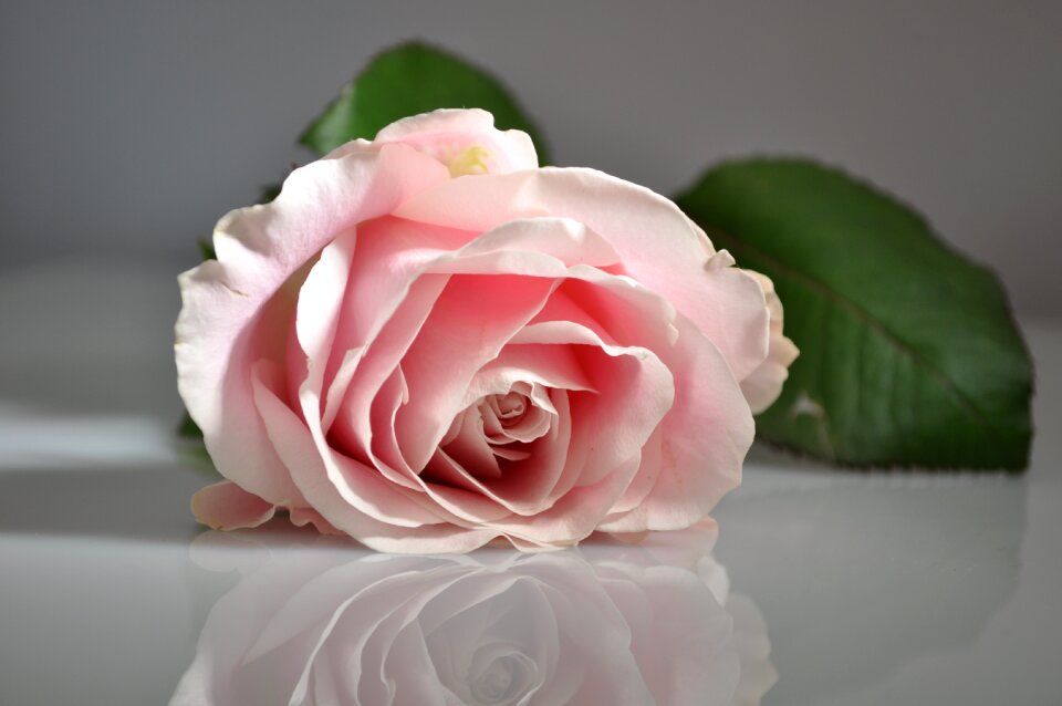 Pink flower flowers pink rose