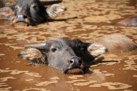 Bull buffalo cattle