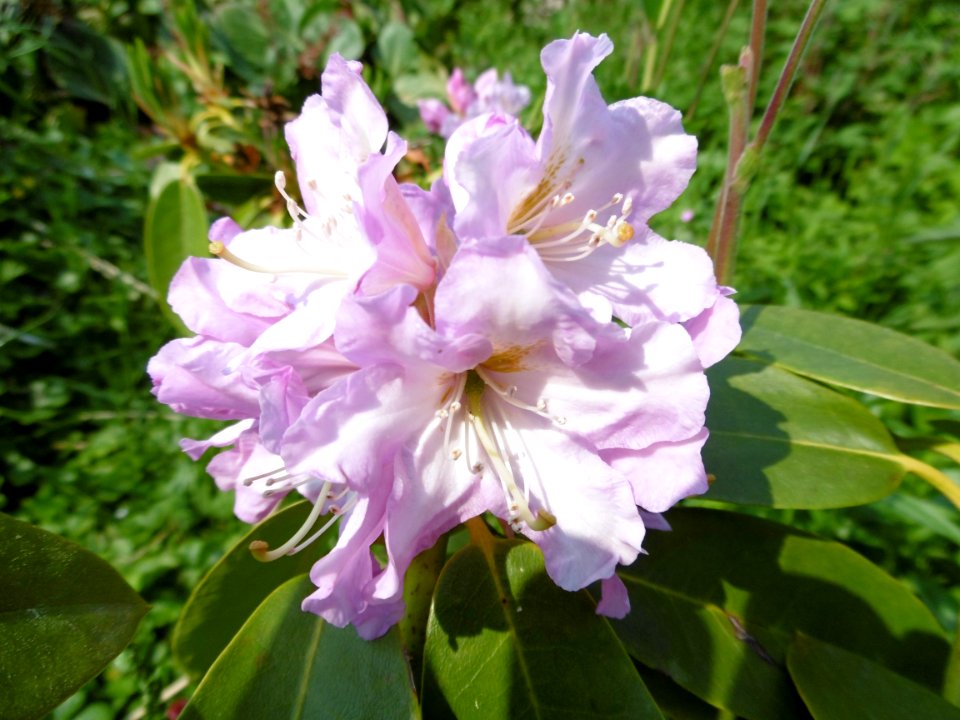 Rhododendron 'Onkel Dines'