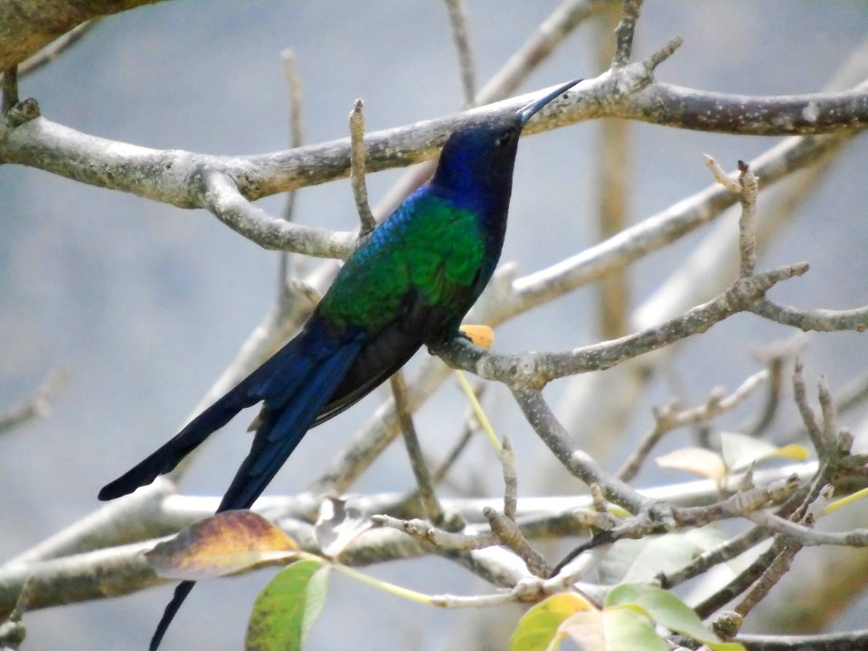 Eupetomena macroura