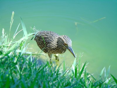 Nycticorax nycticorax photo