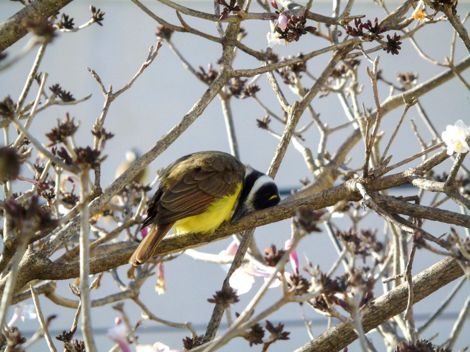 Pitangus sulphuratus