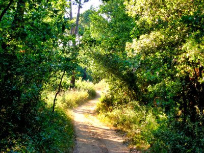 Camins de bosc a Caldes de Malavella