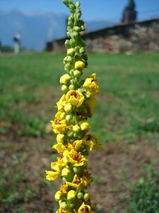 Bloom yellow flower pointed flower photo