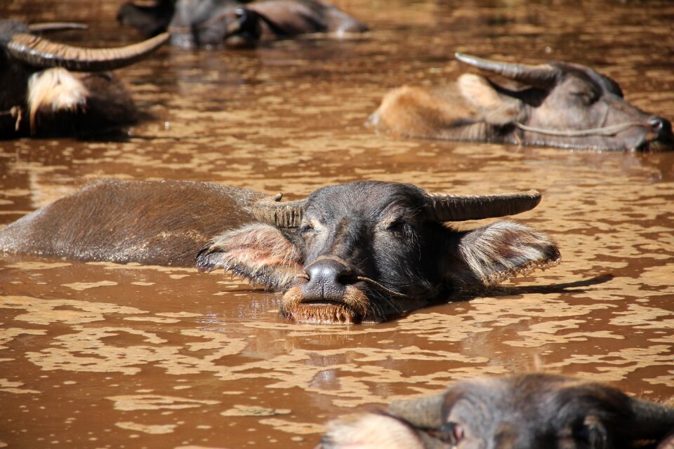 Bull buffalo cattle