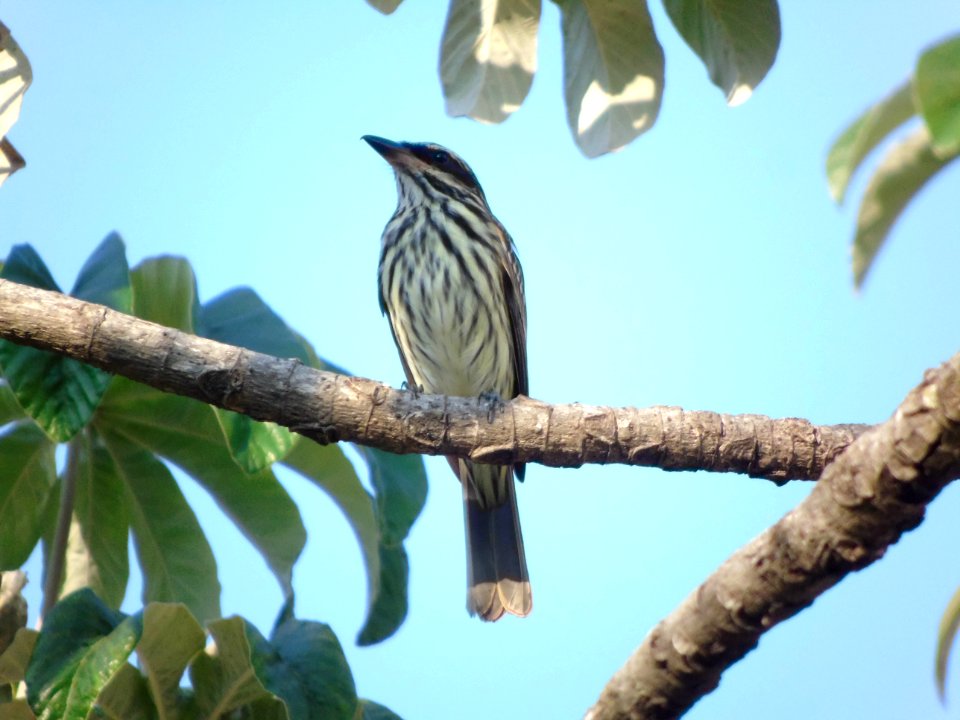 Myiodynastes maculatus