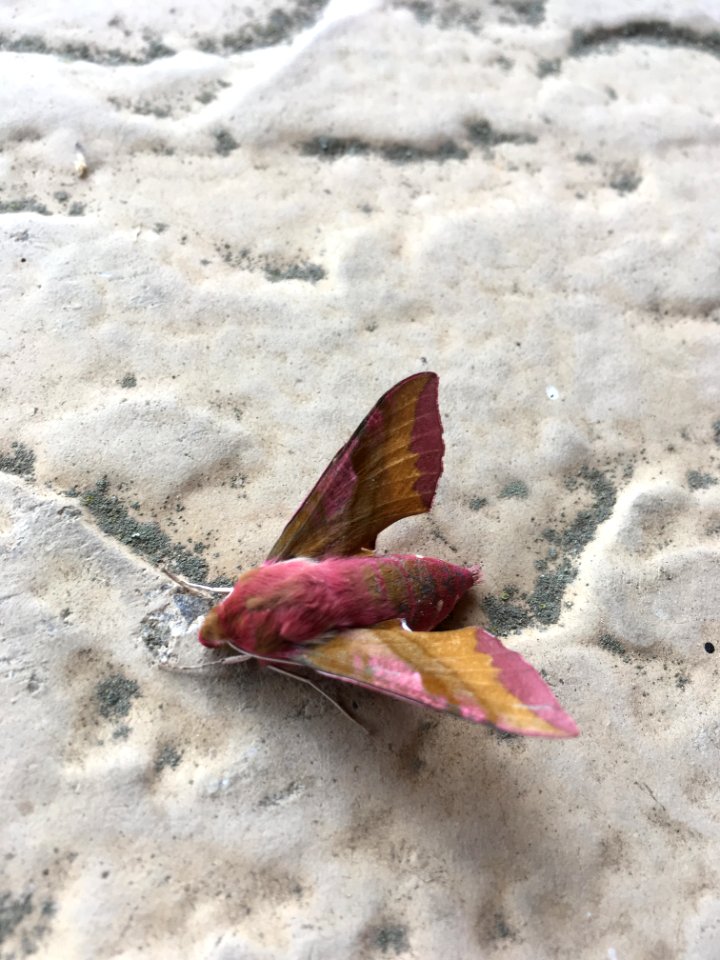 Small elephant hawk moth
