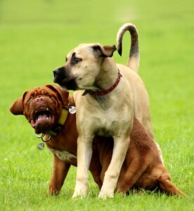 French mastiff white