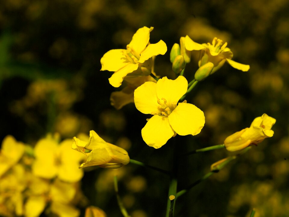 Nature agriculture spring