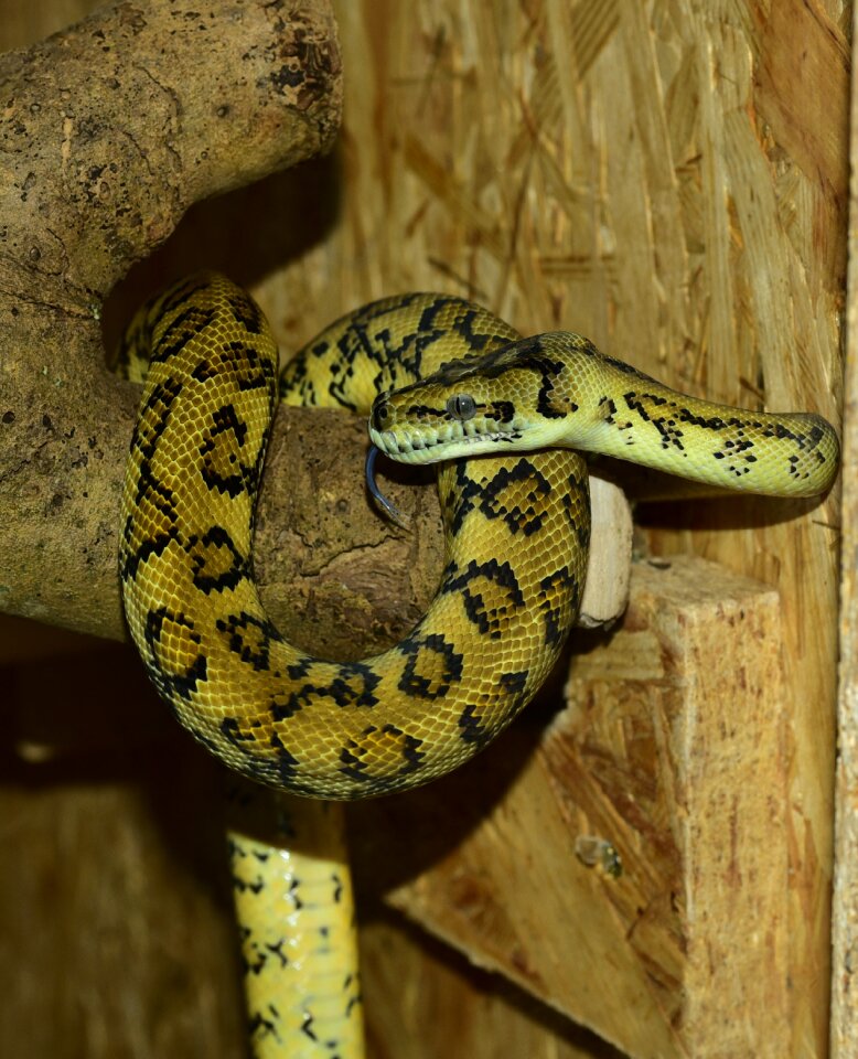 Yellow constrictor reptile