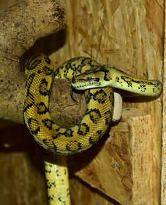 Yellow constrictor reptile
