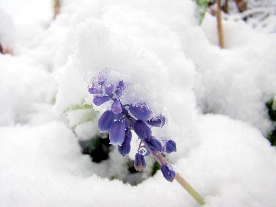 Cold flower frozen