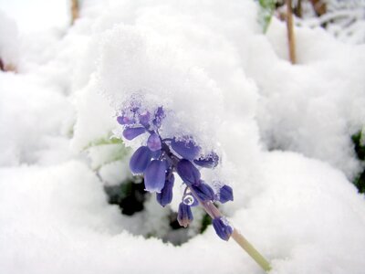 Cold flower frozen photo