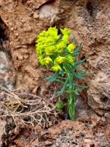 A rock plant photo