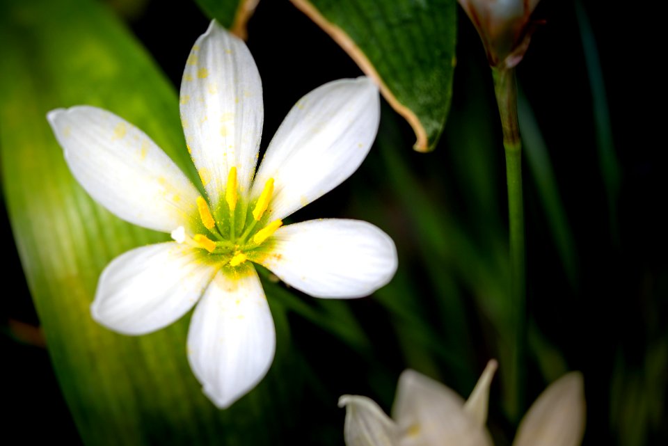 Zephyranthes candida