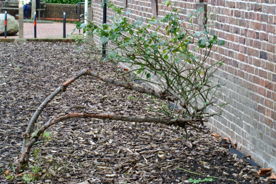 Strange bush outside library