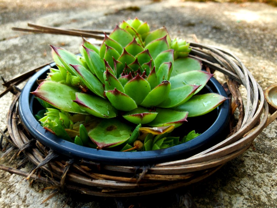 Succulent