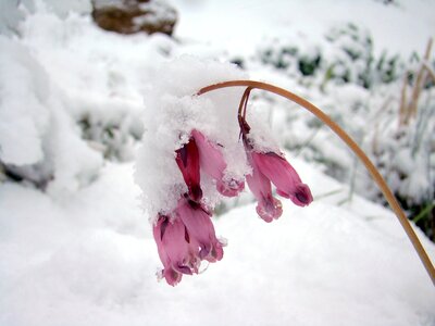 Frozen cold flower photo