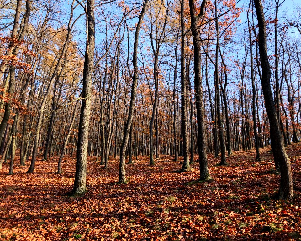 Oaks. Oaks everywhere.