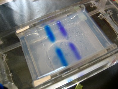 Gel electrophoresis